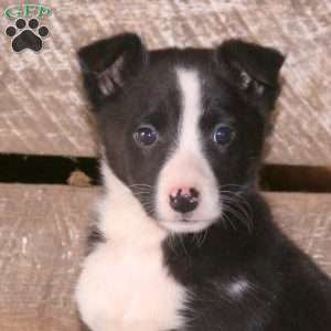 Calli, Border Collie Mix Puppy