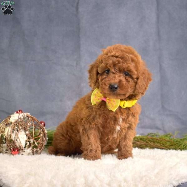 Callie, Mini Goldendoodle Puppy