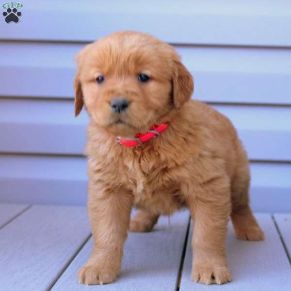 Callie, Golden Retriever Puppy