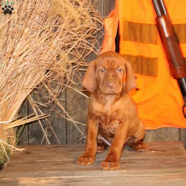 Callie, Vizsla Puppy