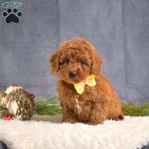 Callie, Mini Goldendoodle Puppy