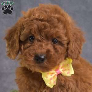 Callie, Mini Goldendoodle Puppy