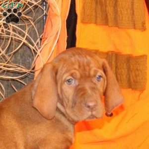 Callie, Vizsla Puppy