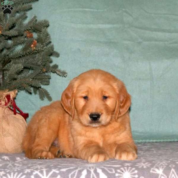 Calvin, Golden Retriever Puppy