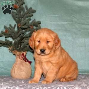 Calvin, Golden Retriever Puppy