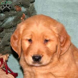 Calvin, Golden Retriever Puppy