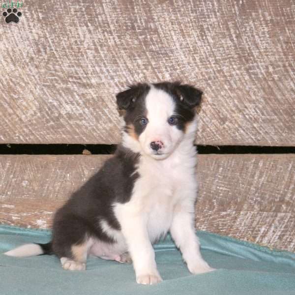 Calypso, Border Collie Mix Puppy