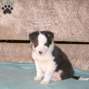 Calypso, Border Collie Mix Puppy