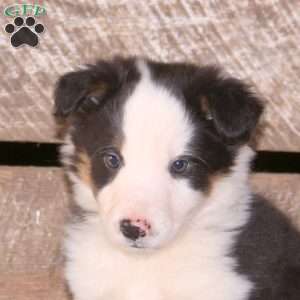 Calypso, Border Collie Mix Puppy