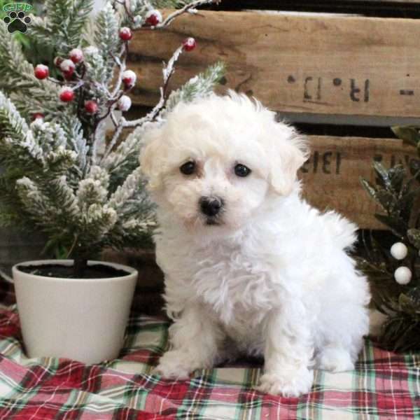 Candace, Bichon Frise Puppy