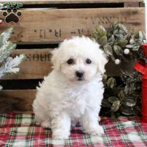 Candace, Bichon Frise Puppy