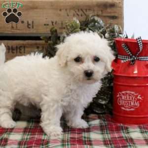 Candace, Bichon Frise Puppy