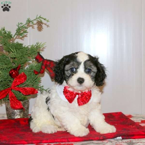 Candy Cane, Cavachon Puppy