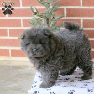 Candy Cane, Chow Chow Puppy