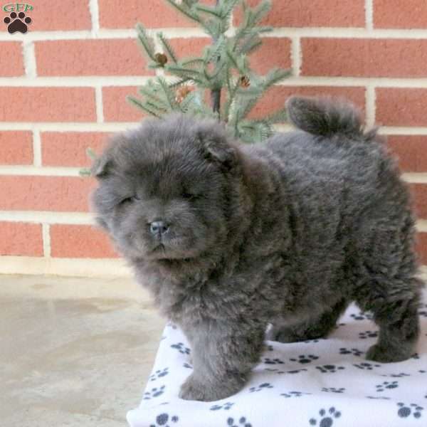 Candy Cane, Chow Chow Puppy