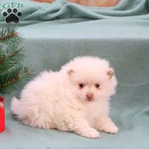 Candy Cane, Pomeranian Puppy