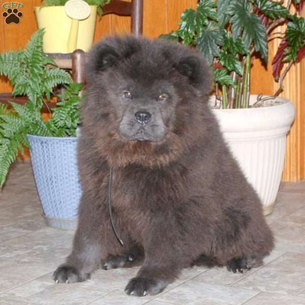 Candy Cane, Chow Chow Puppy