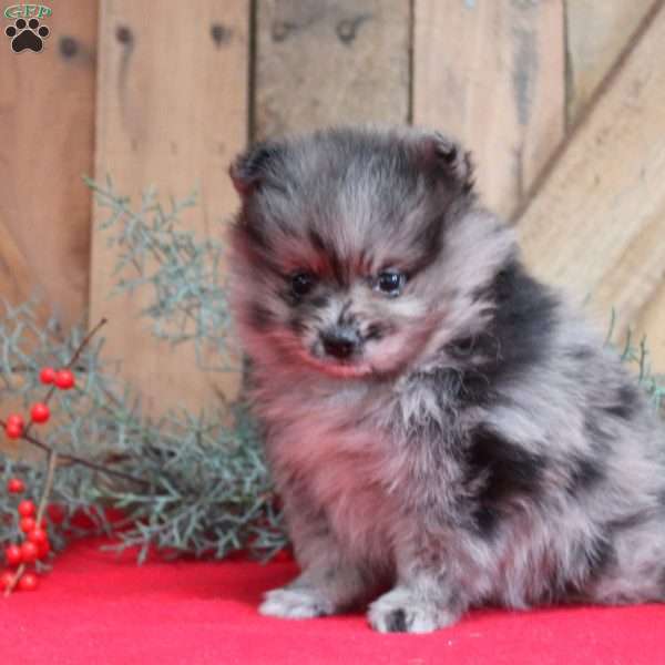 Candy Cane, Pomeranian Puppy