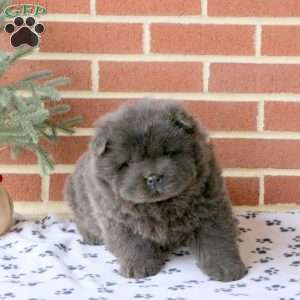 Candy Cane, Chow Chow Puppy