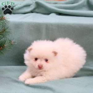 Candy Cane, Pomeranian Puppy