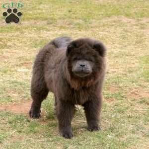 Candy Cane, Chow Chow Puppy