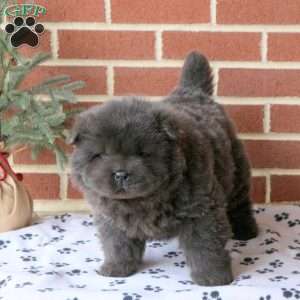 Candy Cane, Chow Chow Puppy