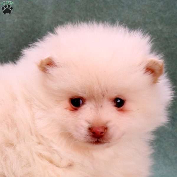 Candy Cane, Pomeranian Puppy