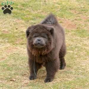 Candy Cane, Chow Chow Puppy