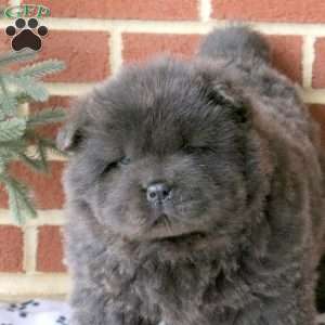 Candy Cane, Chow Chow Puppy