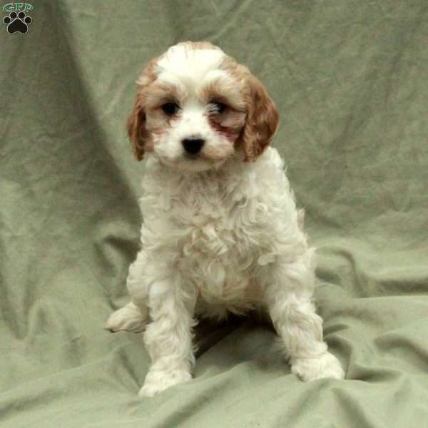 Candy, Cavapoo Puppy