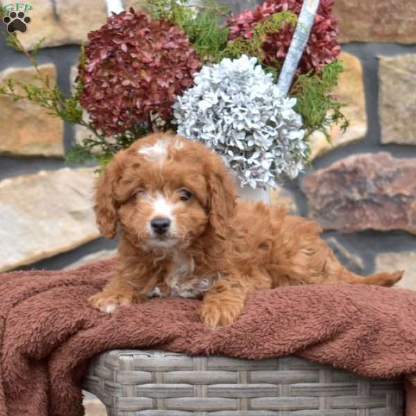 Candy, Cavapoo Puppy