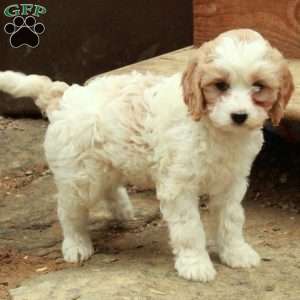 Candy, Cavapoo Puppy