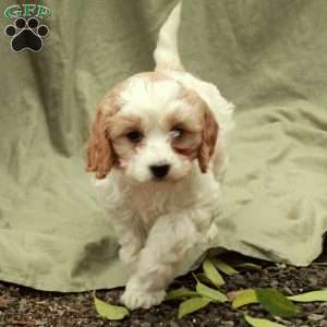 Candy, Cavapoo Puppy