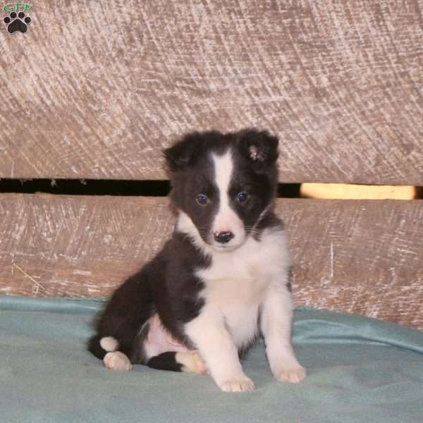 Cane, Border Collie Mix Puppy