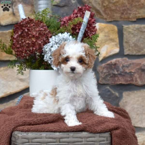 Cane, Cavapoo Puppy