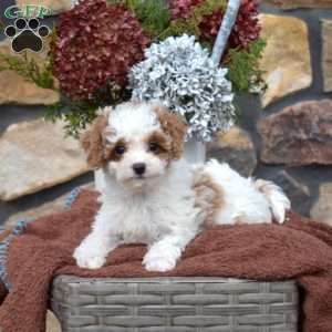 Cane, Cavapoo Puppy