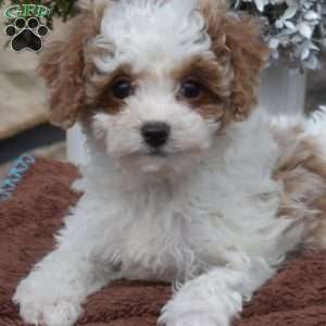 Cane, Cavapoo Puppy