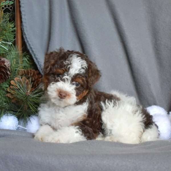 Caramel, Miniature Poodle Puppy