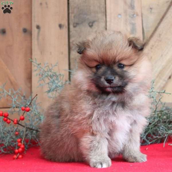 Caramel, Pomeranian Puppy