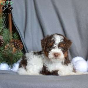 Caramel, Miniature Poodle Puppy