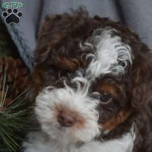 Caramel, Miniature Poodle Puppy