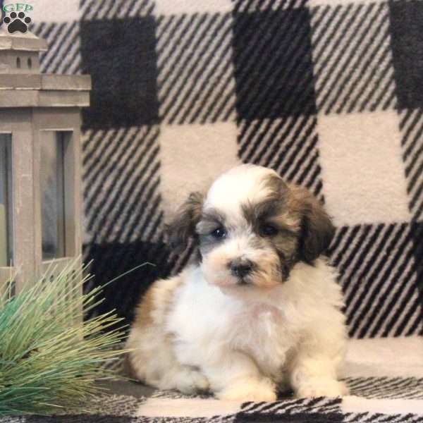 Caramel, Teddy Bear Puppy