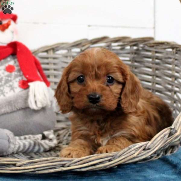 Caramel, Cavapoo Puppy