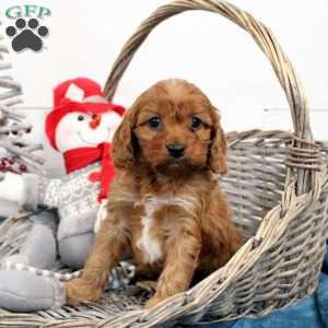 Caramel, Cavapoo Puppy