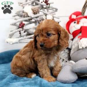 Caramel, Cavapoo Puppy