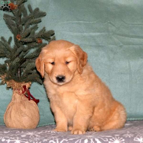 Carla, Golden Retriever Puppy