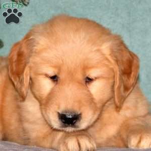 Carla, Golden Retriever Puppy