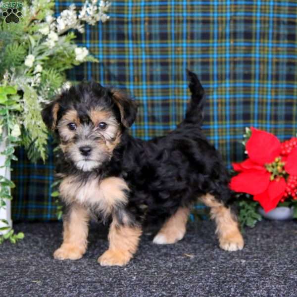 Carla, Yorkie-Chon Puppy