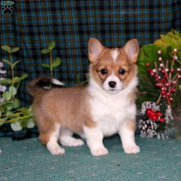 Carla, Pembroke Welsh Corgi Puppy