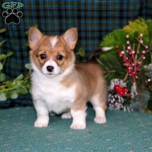 Carla, Pembroke Welsh Corgi Puppy